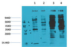 Phosphotyrosine Mouse mAb 50µL/100µL