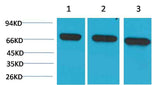 HSC70 Mouse mAb