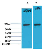 PI3 Kinase P85α Mouse mAb