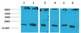Cyclophilin B Mouse mAb
