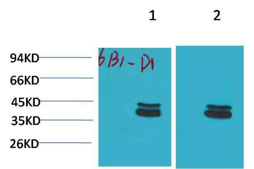 P44/42 MAPK(ERK1/2) Mouse mAb