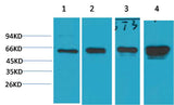 AMPK α1 Mouse mAb 50µL/100µL