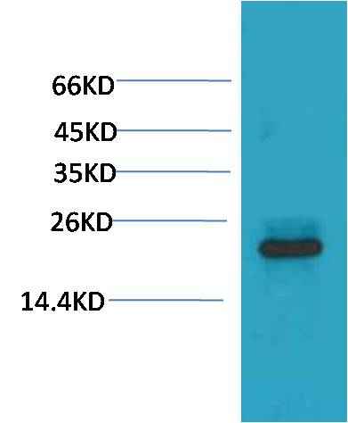 HSPB8/HSP22 Mouse mAb