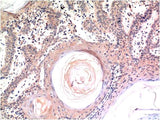 Caspase-3 (4B8) Mouse mAb
