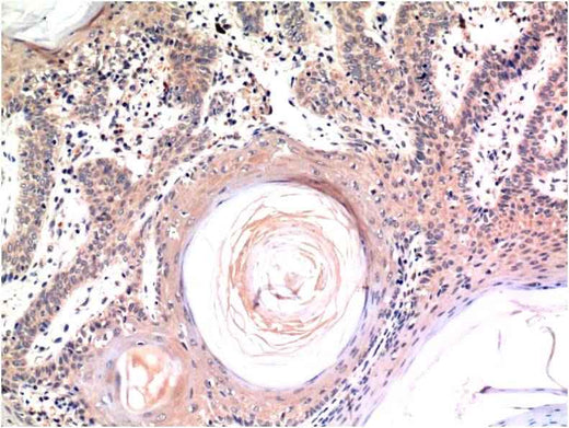 Caspase-3 (4B8) Mouse mAb
