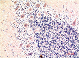 LC3B (9H5) Mouse mAb
