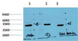 Muscle actin (3E9) Mouse mAb