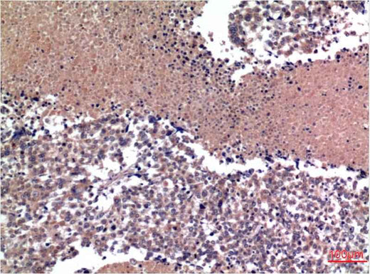 Cyclin B1 (1A5) Mouse mAb