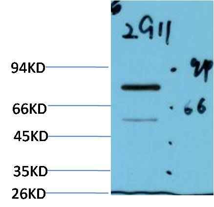 Luciferase (2G11) Mouse mAb