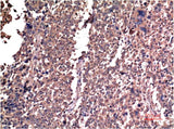 Cyclin B1 (5C1) Mouse mAb