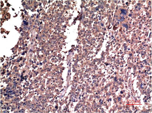 Cyclin B1 (5C1) Mouse mAb