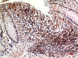 Epsilon Tubulin (3C1) Mouse mAb