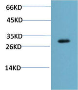 CHOP (2B1) Mouse mAb 50µL/100µL