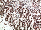 COX-2 (2G1) Mouse mAb