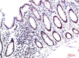 HP-1γ (3B9) Mouse mAb