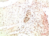 HP-1α (5E3) Mouse mAb