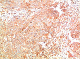 ATG7 (3D6) Mouse mAb