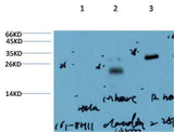 Claudin-2 (8H11) Mouse mAb