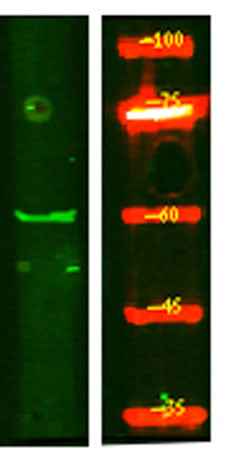 KCNS1 rabbit pAb