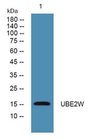 UBE2W rabbit pAb