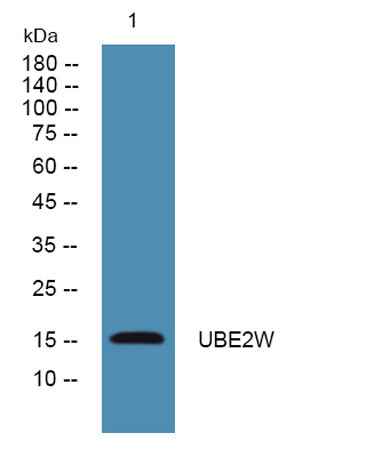 UBE2W rabbit pAb