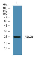 RBL2B rabbit pAb