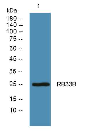 RB33B rabbit pAb