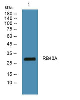 RB40A rabbit pAb