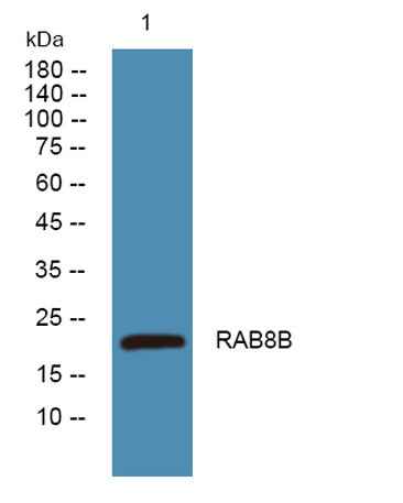 RAB8B rabbit pAb