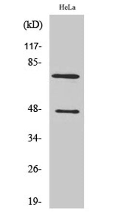 Cleaved-C1s HC (R437) rabbit pAb 50µL/100µL