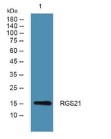 RGS21 rabbit pAb