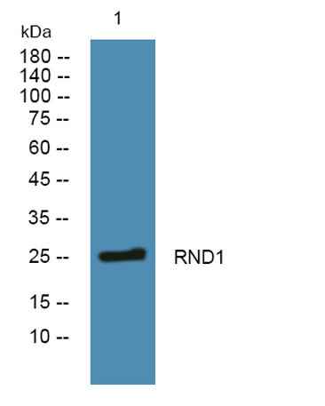 RND1 rabbit pAb