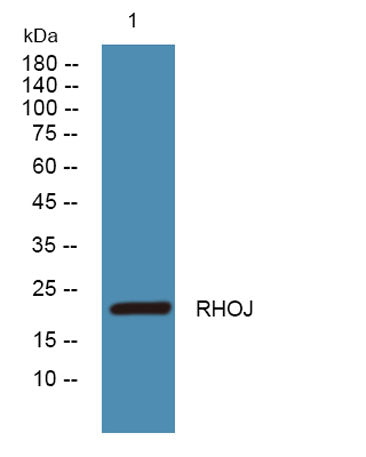 RHOJ rabbit pAb 50µL/100µL