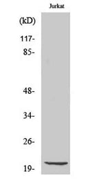 Cleaved-Caspase-7 p20 (D198) rabbit pAb