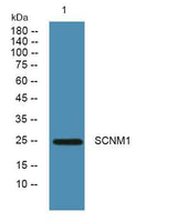 SCNM1 rabbit pAb