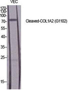 Cleaved-COL1A2 (G1102) rabbit pAb