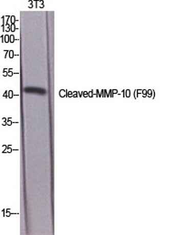 Cleaved-MMP-10 (F99) rabbit pAb