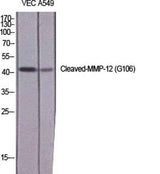 Cleaved-MMP-12 (G106) rabbit pAb