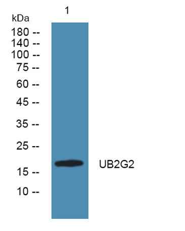 UB2G2 rabbit pAb