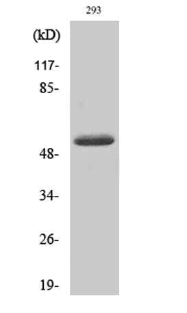 Cleaved-MMP-14 (Y112) rabbit pAb