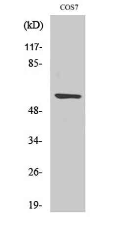 Cleaved-MMP-15 (Y132) rabbit pAb