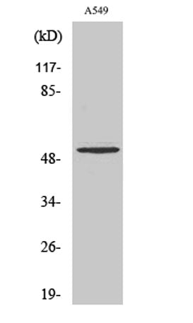 Cleaved-MMP-17 (Q129) rabbit pAb 50µL/100µL