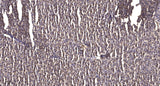 ZFHX4 rabbit pAb 50µL/100µL