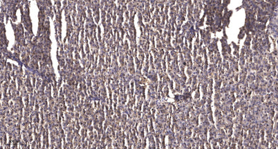 ZFHX4 rabbit pAb 50µL/100µL
