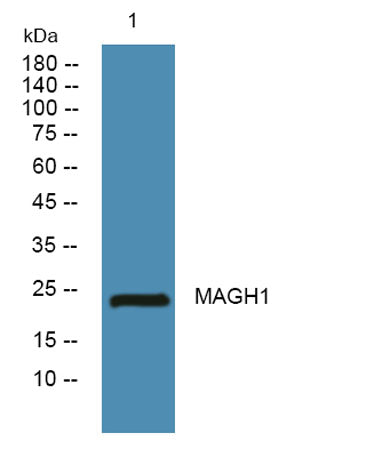MAGH1 rabbit pAb 50µL/100µL