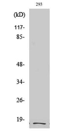 Cleaved-Integrin α5 LC (E895) rabbit pAb