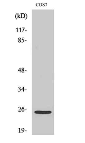 Cleaved-Integrin α7 LC (E959) rabbit pAb