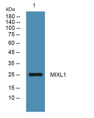 MIXL1 rabbit pAb