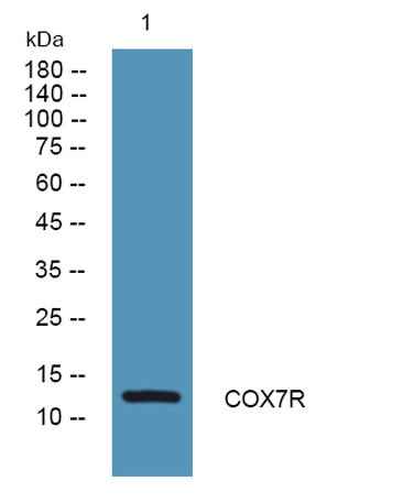 COX7R rabbit pAb