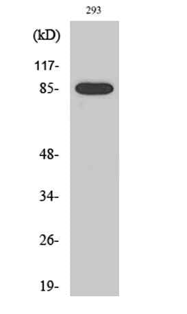 Cleaved-MPO 89k (A49) rabbit pAb